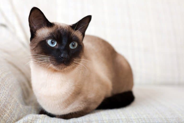 Siamese Cat (Felis catus) - cat on couch
