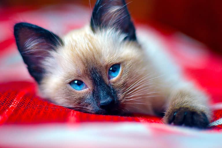 Siamese Cat (Felis catus) - baby laying on blanket