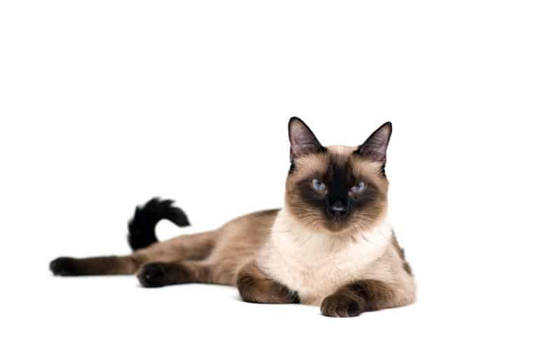 Siamese Cat (Felis catus) - laying on ground against white background
