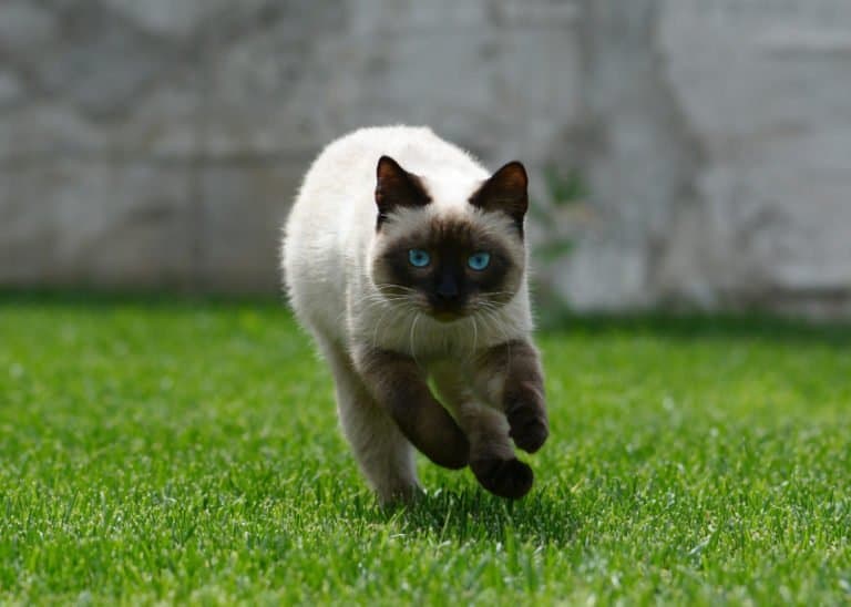 Siamese Cat (Felis catus) - running in grass outside