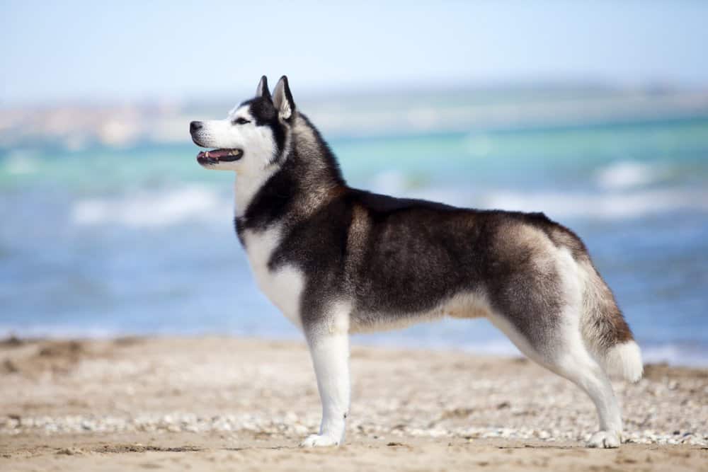 white siberian husky with blue eyes