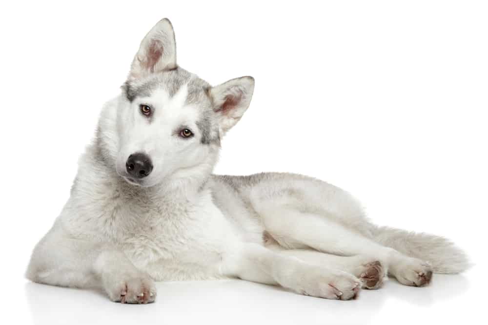 Siberian Husky on white background