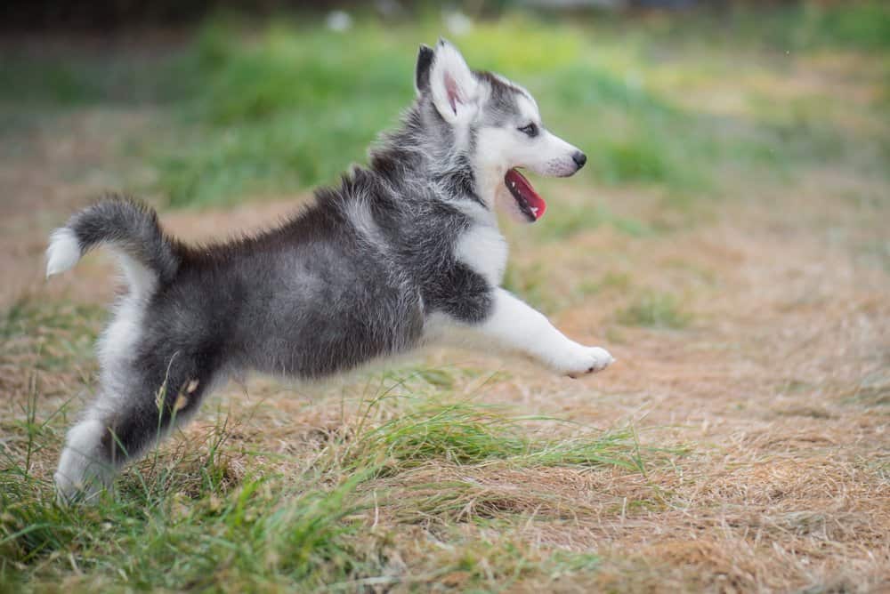 Siberian Husky puppy playing outside