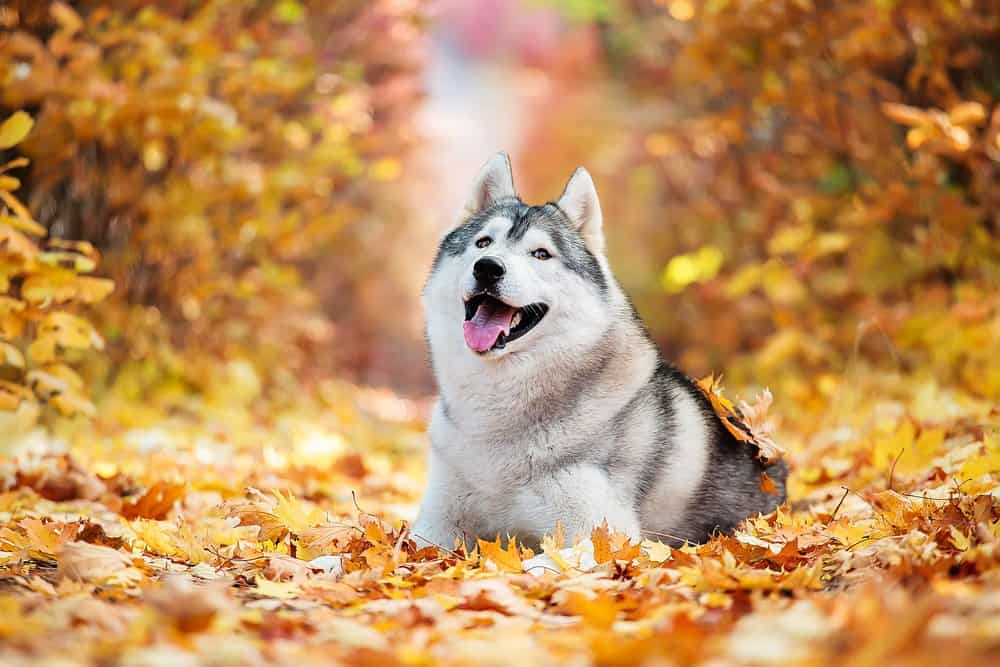 Siberian Husky lying husky in leaves