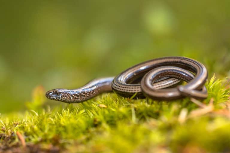 Slow Worm (Anguis Fragilis) - laying on moss