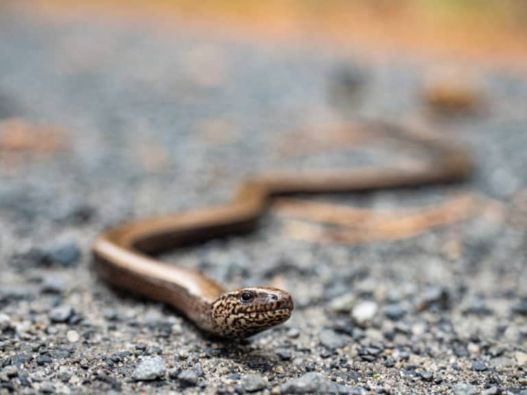 Slow Worm (Anguis Fragilis) - slithering on cement