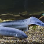 Lungfish