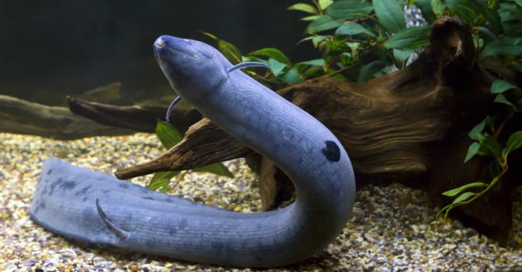 South American lungfish