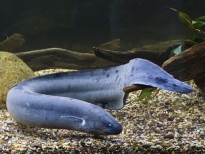 A Lungfish