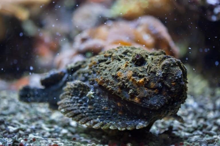 10 Most Venomous Animals - Reef stonefish lying in wait of prey