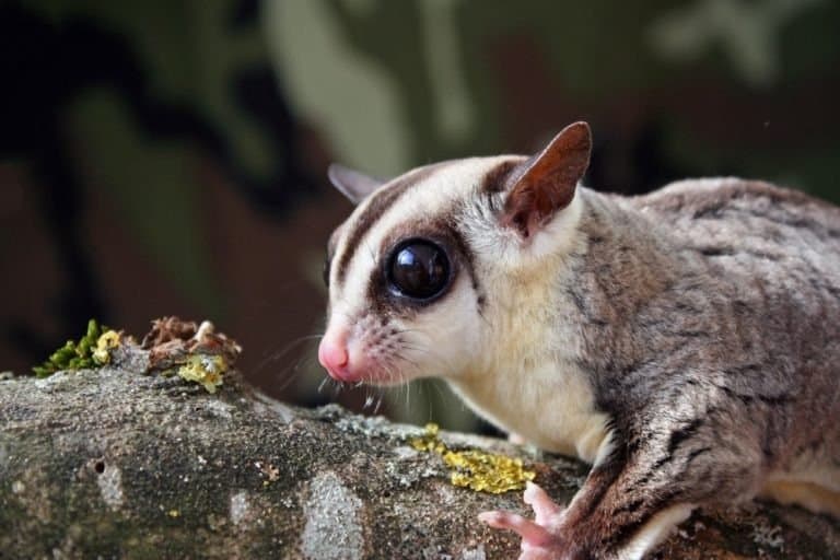 Portrait of a cute female white faced sugar glider (Petaurus breviceps) standing on a branch