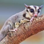 Sugar gliders have an expensive diet, health issues, socialization needs, and other concerns to consider before attempting to make one a pet. 