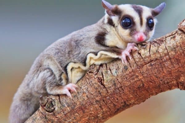 Sugar Glider Animal Facts | Petaurus breviceps | AZ Animals