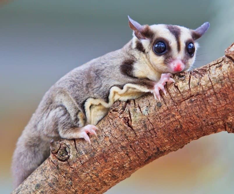 sugar glider on a branch