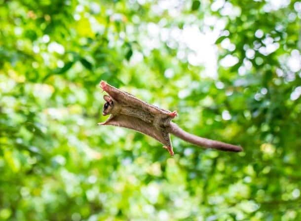 Sugar Gliders visti in un giardino verde, saltano e volano da un albero all'altro alberi