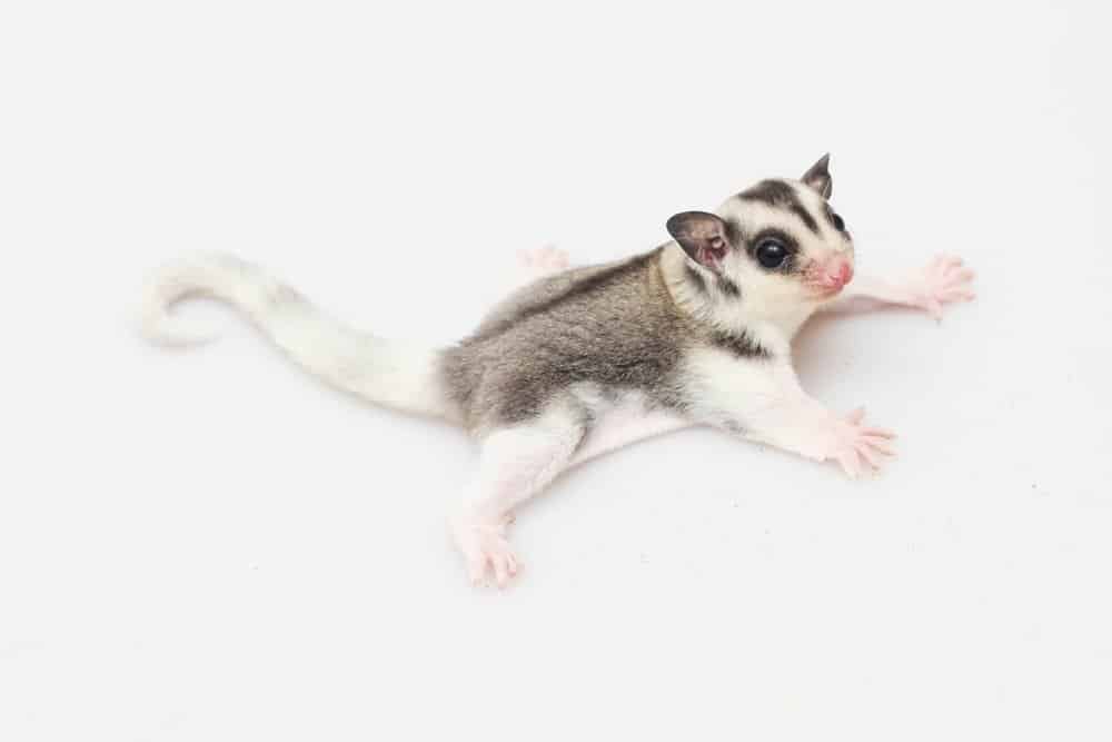 Sugar glider on white background