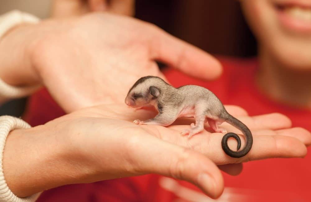 Sugar glider cub lay on woman hand