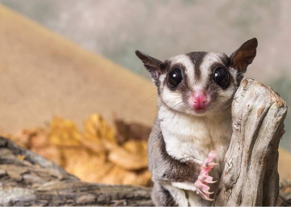 Sugar glider on a stump / Petaurus breviceps