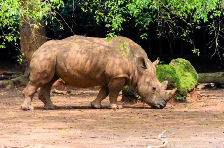 Sumatran Rhinoceros (Dicerorhinus Sumatrensis) - standing up