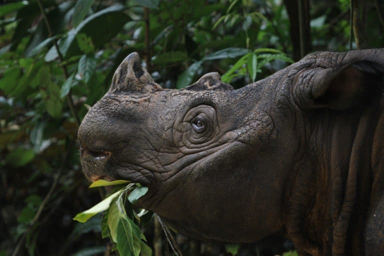 Sumatran Rhinoceros (Dicerorhinus Sumatrensis) - eating leaves from tree