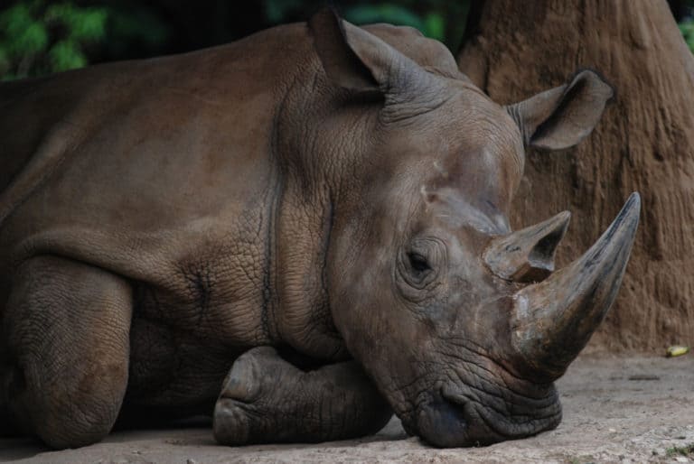 Sumatran Rhinoceros (Dicerorhinus Sumatrensis) - laying on ground up close