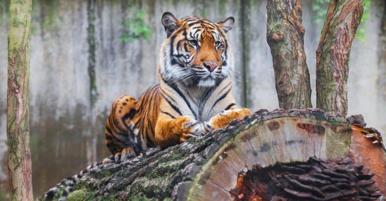 Beautiful rare Sumatran Tiger