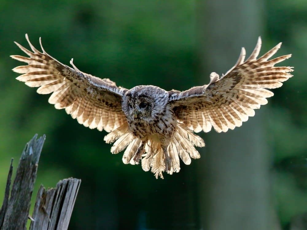 Beautiful landing Tawny Owl in the backlight, feathers of wide-spread wings and tail illuminated by the morning sunshine.