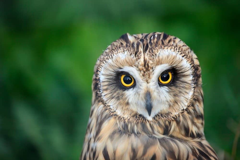 Tawny owl close up