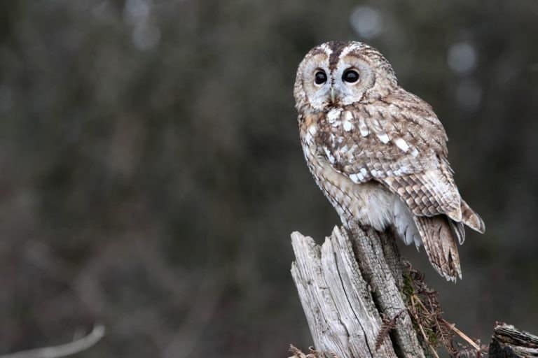 Tawny owl, single bird on stump