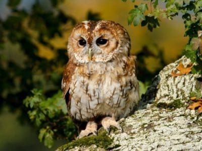 Tawny Owl Bird Facts | Strix aluco | AZ Animals