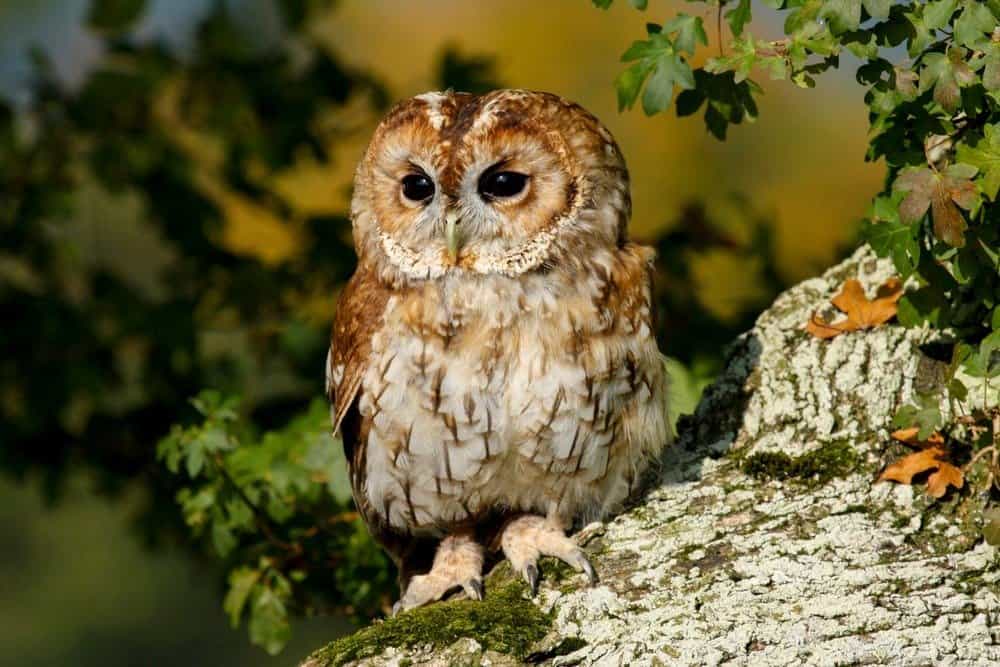 Tawny owl, in the British countryside, UK