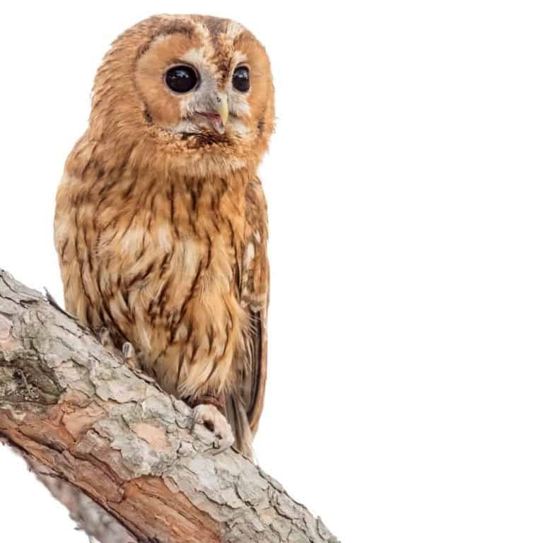 Tawny owl, frame left, perched on a brown tree limb, on white isolate. The owl is white and varying shades of gold and brown,. It is looking toward frame right.