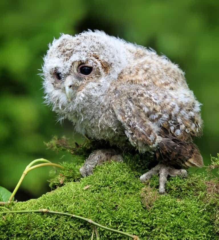 Tawny Owl Pictures - AZ Animals