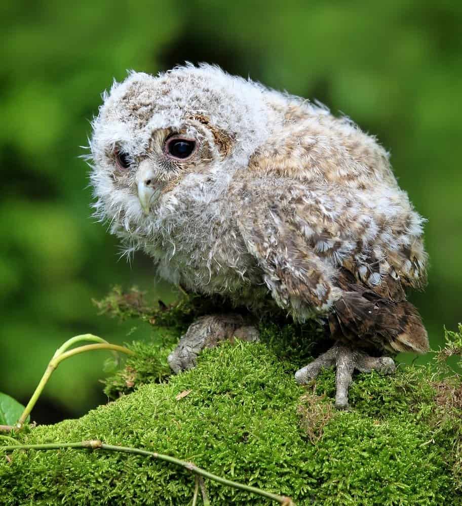 Tawny Owl Chick or Owlet sat on moss and ivy covered branch