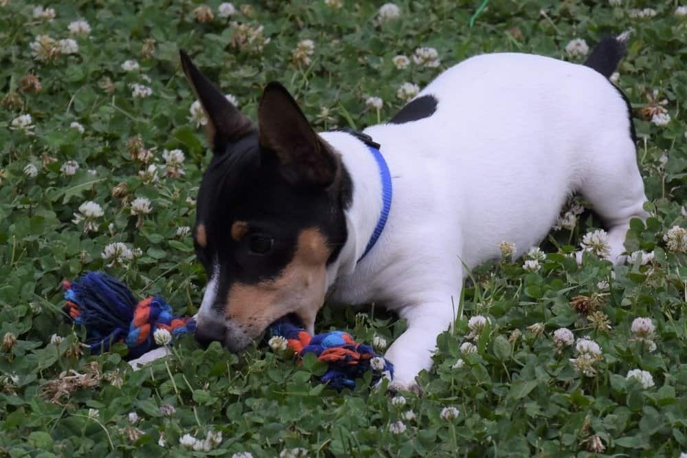 Happy Teddy Roosevelt Terrier puppy playing on field of Clover