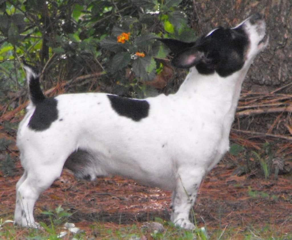 roosevelt terrier puppies