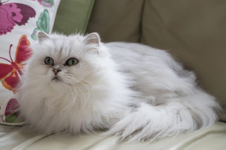 Tiffany (Felis catus) - white laying down