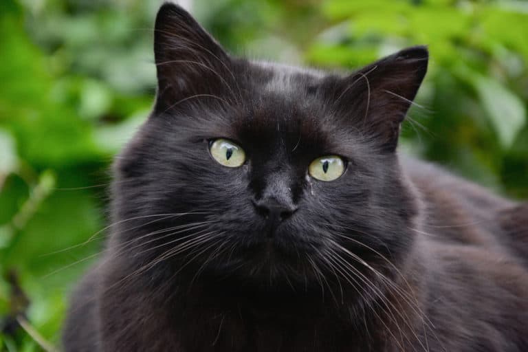 Tiffany (Felis catus) - black close-up of face