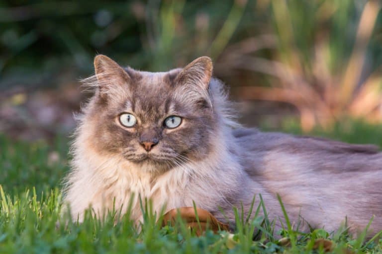 Tiffany (Felis catus) - grey laying in grass