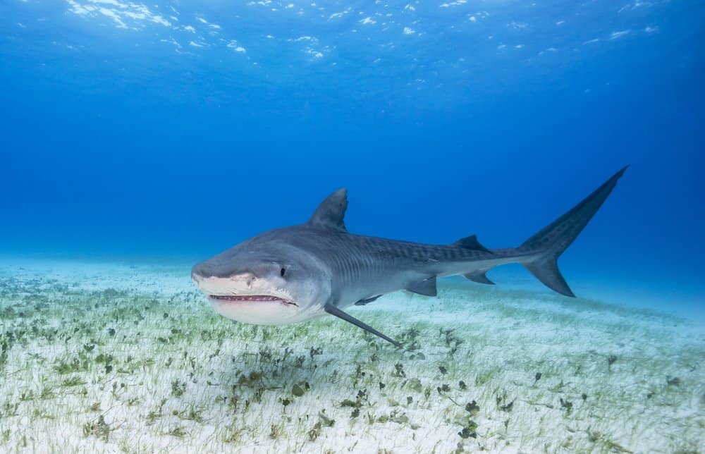 Tiger Shark (Galeocerdo Cuvier) - swimming in ocean