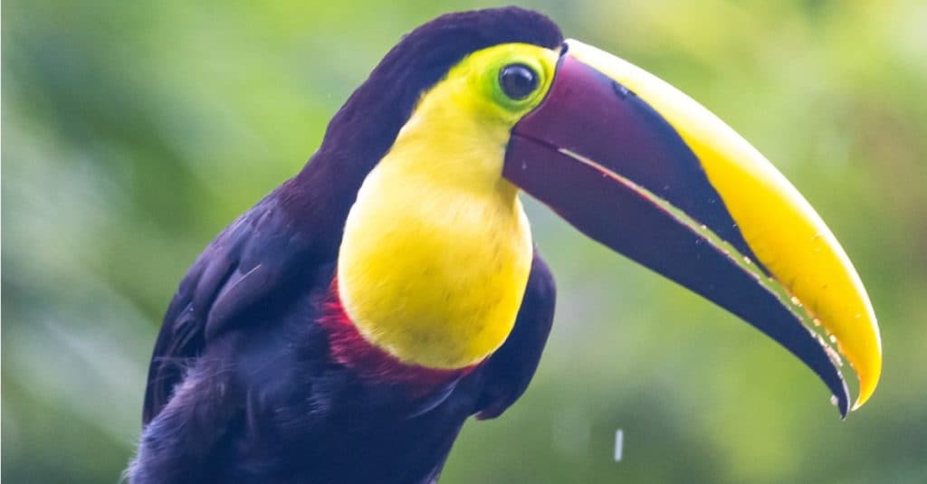 Keel-billed Toucan - Ramphastos sulfuratus, large colorful toucan from Costa Rica forest with very colored beak.