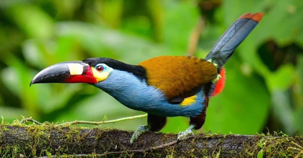Plate-billed Mountain-Toucan a iconic toucan of Andean cloud forest located in Mindo Valleynorthwestern Ecuador