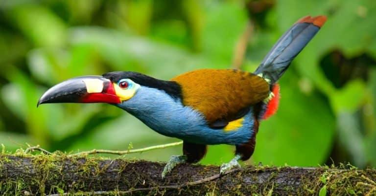 Plate-billed Mountain-Toucan a iconic toucan of Andean cloud forest located in Mindo Valley, northwestern Ecuador