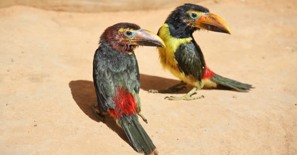 Pair of toucan chicks