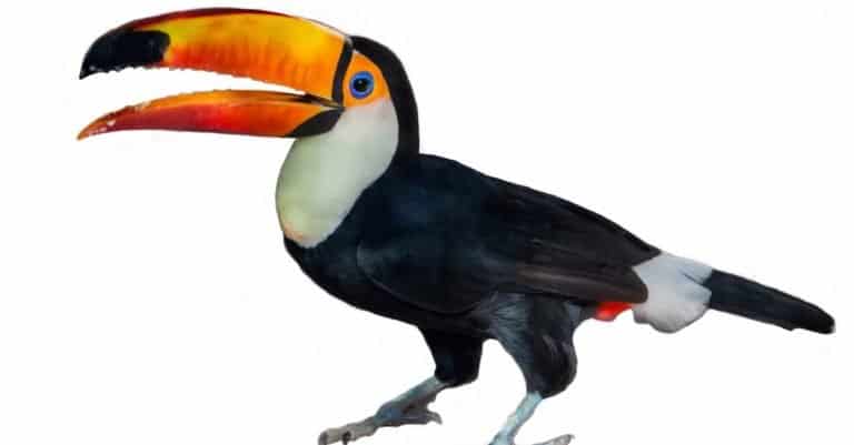 Toco Toucan isolated on white background
