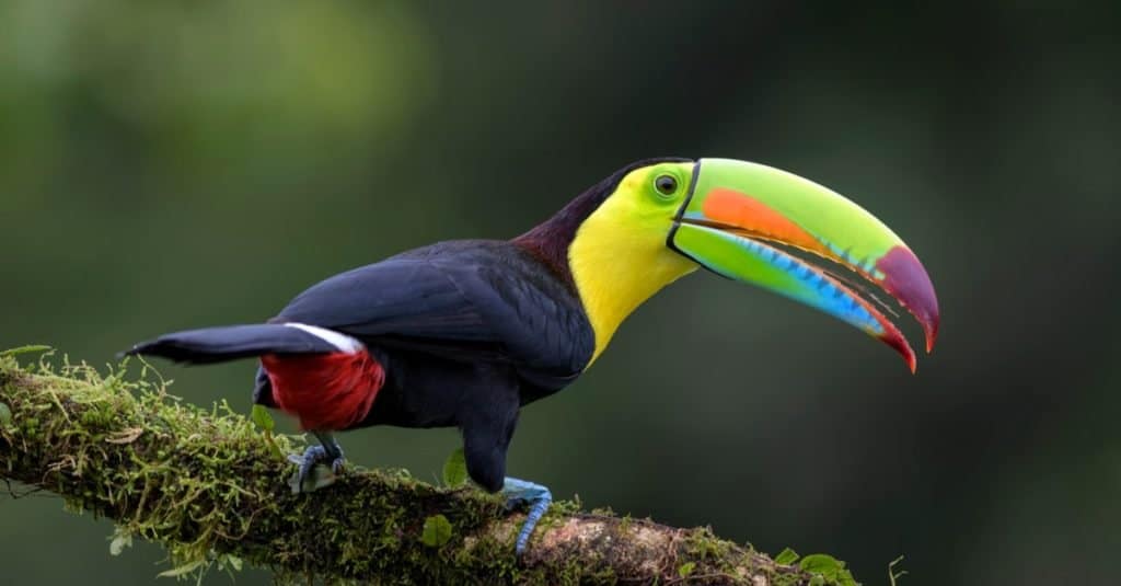 Keel-billed Toucan - Ramphastos sulfuratus, large colorful toucan from Costa Rica forest