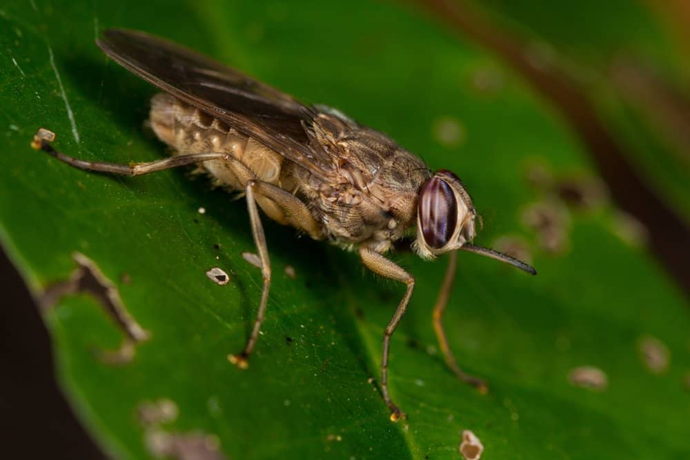 Tsetse Fly (Glossina) - deadly animal to humans - kills about 10,000 humans per year