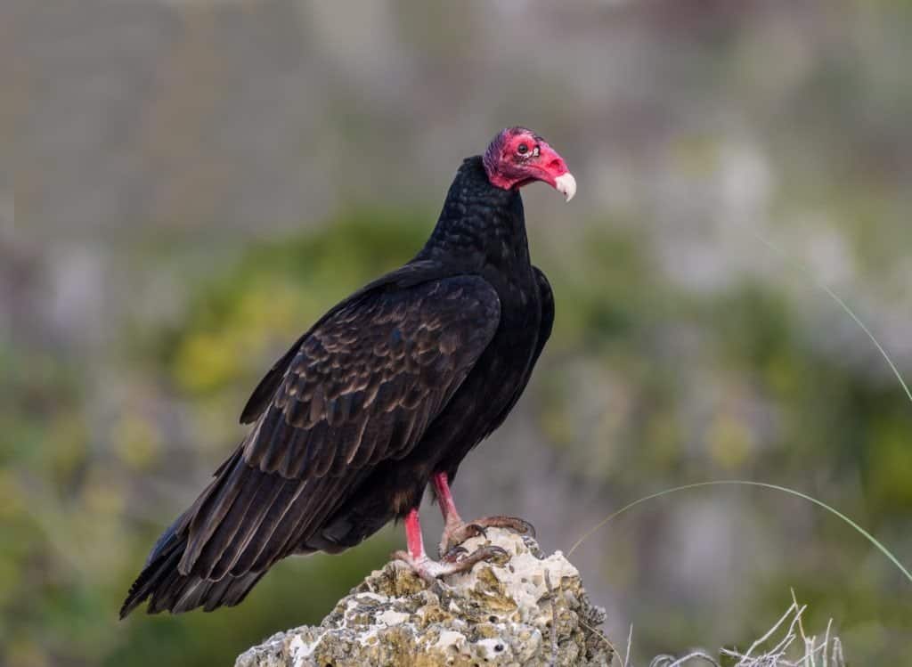 Turkey Vulture Size & Wingspan: Just How Big Are They?