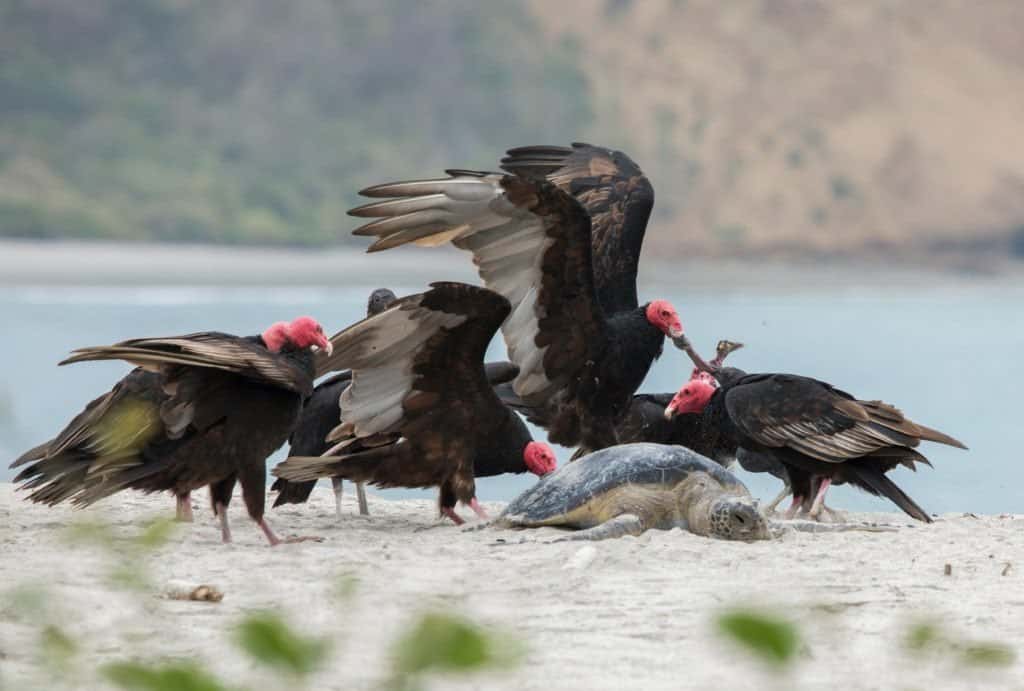 American Black Vulture (Coragyps atratus) and Turkey Vultures (Cathartes aura) feeding on a Green Turtle (Chelonia mydas)