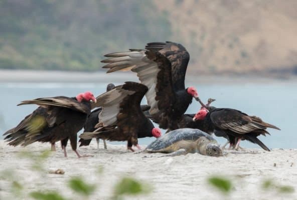 what-do-turkey-vultures-eat-az-animals